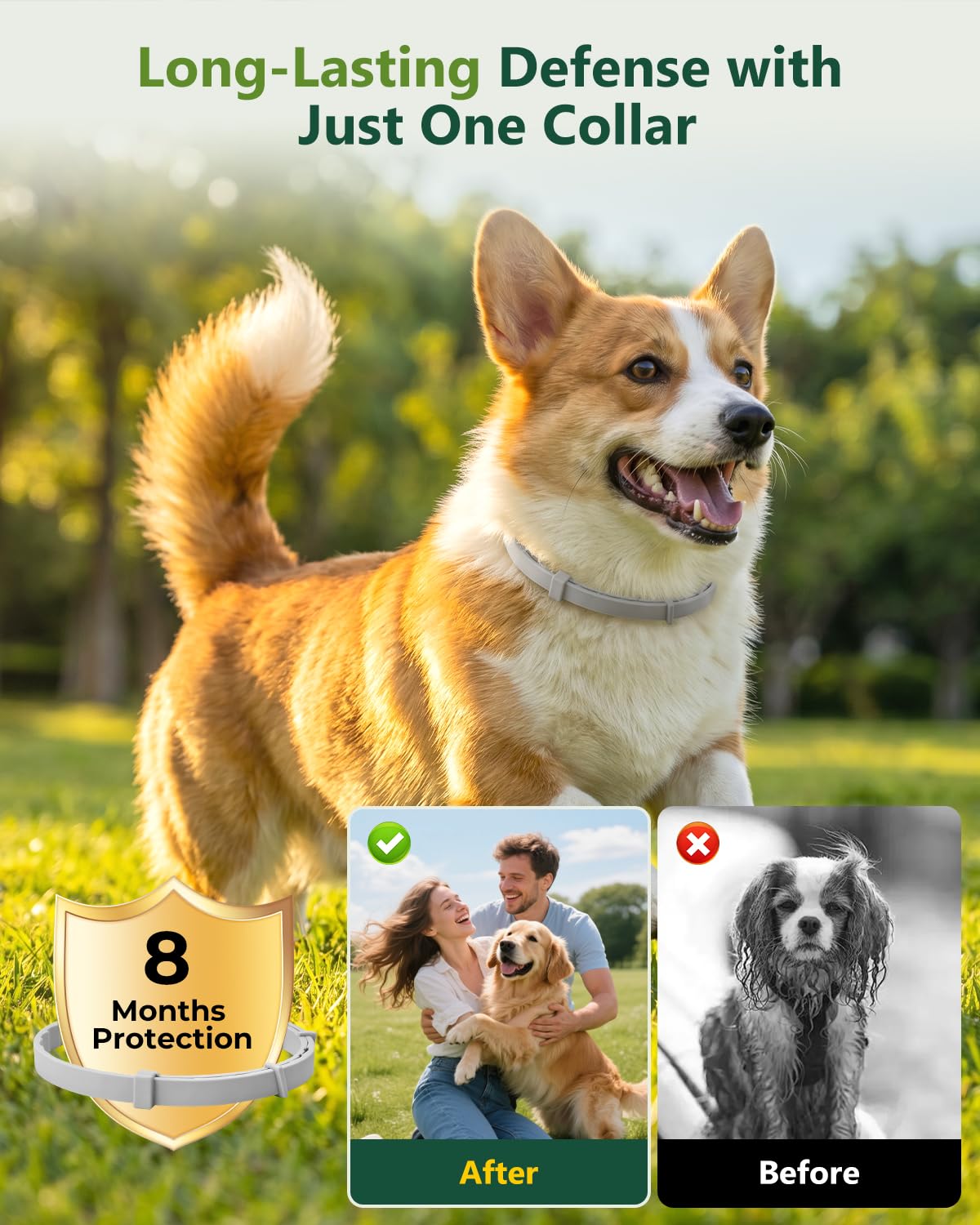 4 Pack Adjustable Waterproof Flea & Tick Dog Collar F31371
