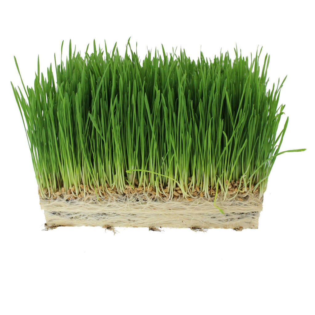 Organic Cat Grass Seed Blend 12 oz Y83899
