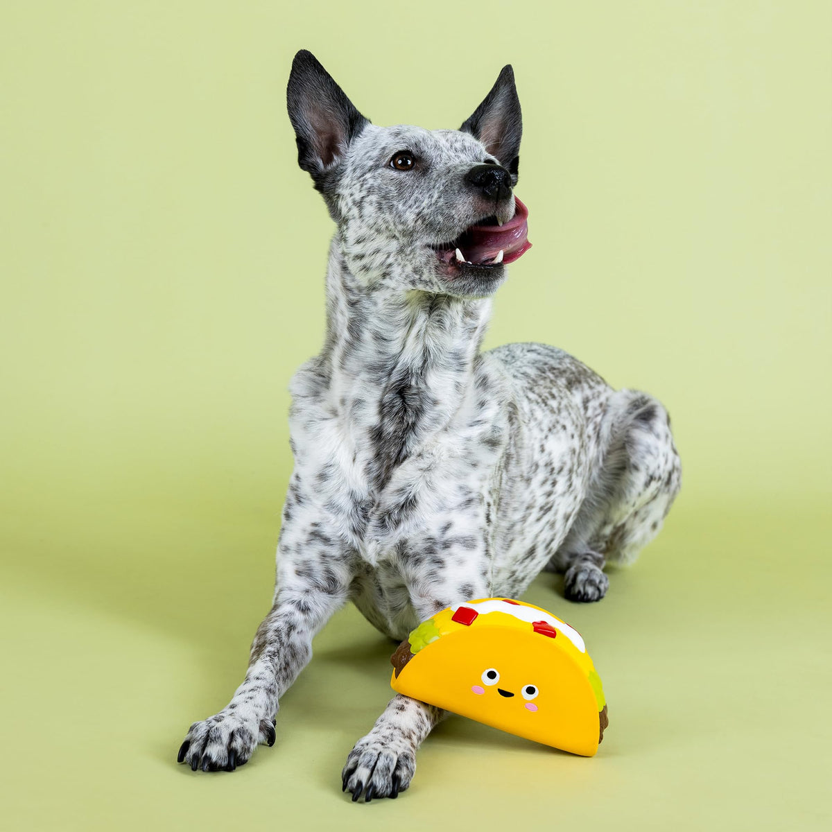 Latex Dog Toy R6013