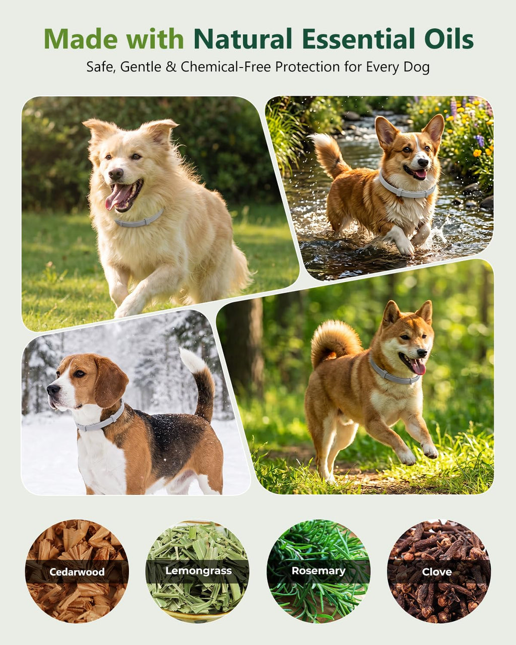 4 Pack Adjustable Waterproof Flea & Tick Dog Collar F31371