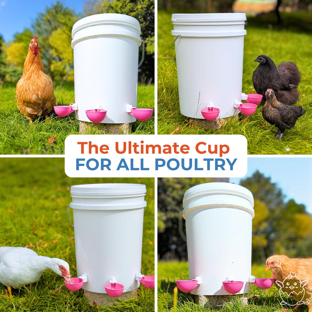 Automatic Chicken Waterer Cups 5 Pack V672820