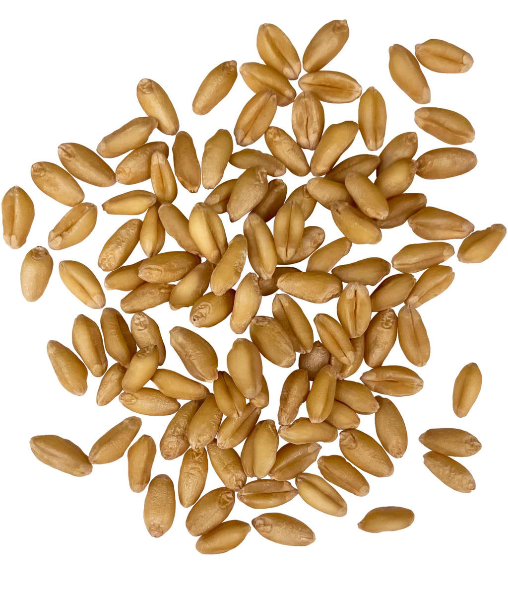 Soft White Wheat Berries 5 lbs X50623