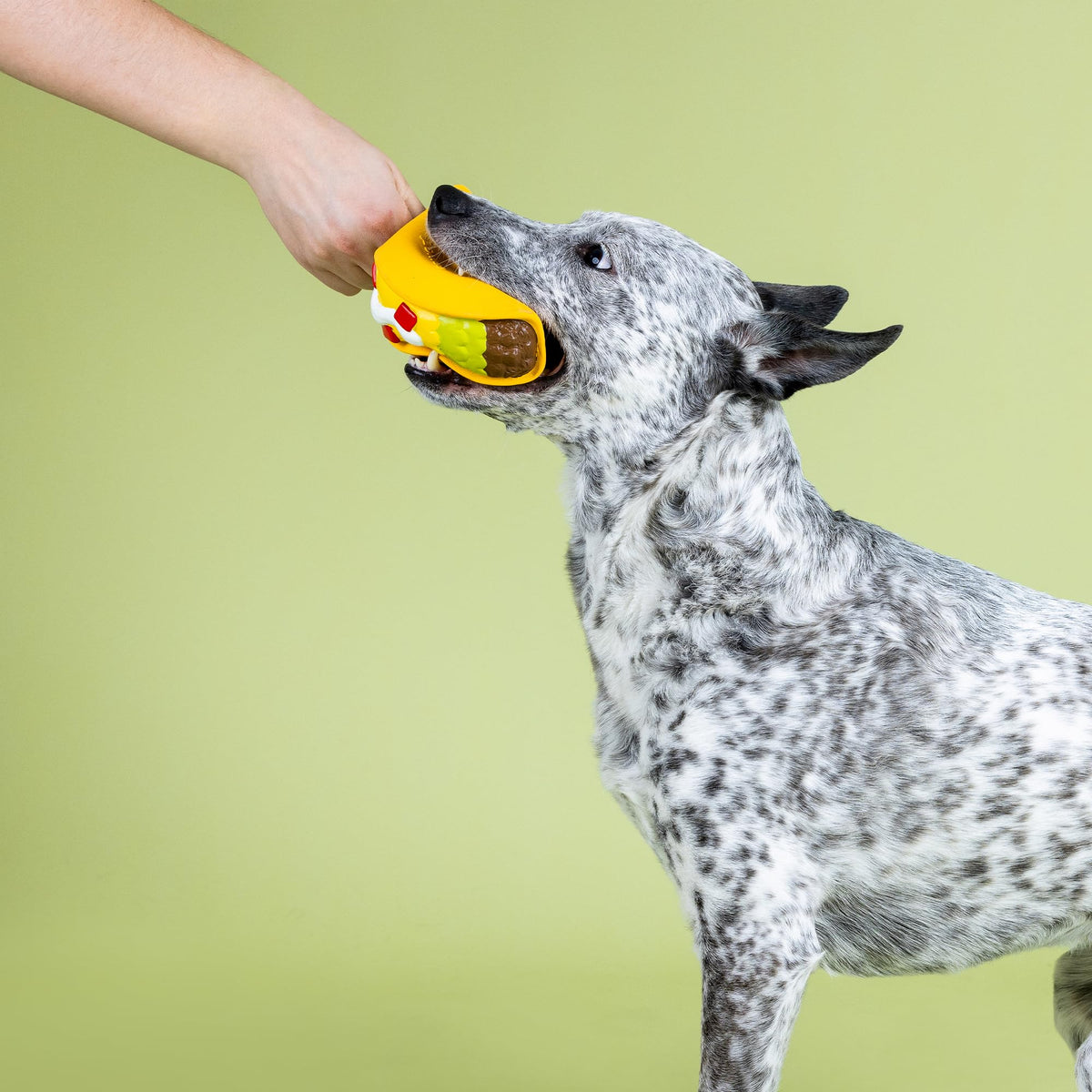 Latex Dog Toy R6013