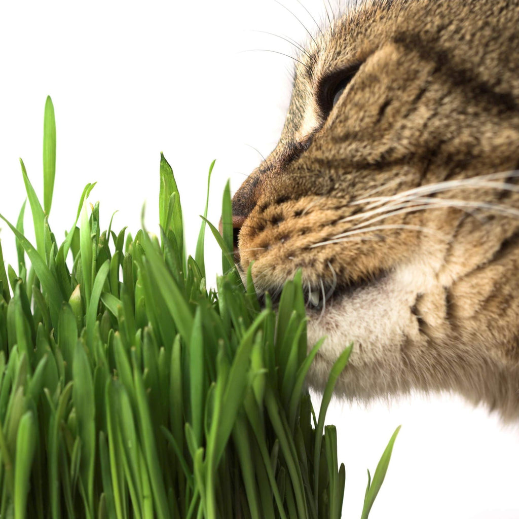 Organic Cat Grass Seed Blend 12 oz Y83899