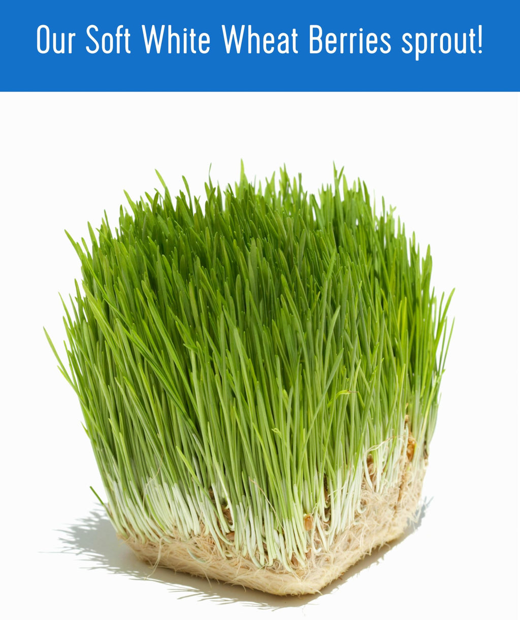 Soft White Wheat Berries 5 lbs X50623